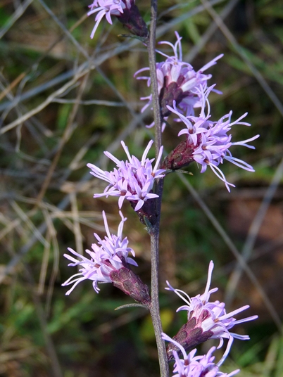 {Liatris virgata}